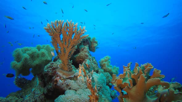 Coral Reef Fish Scene