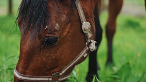 Dark Bay Horse Grazing In The Field Meadows During The Daytime  Horse Feeding