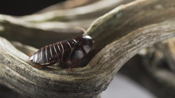 Cockroach Feeding on a Fungus Growing on a Rainforest Tree Trunk in the Ecuadorian Amazon