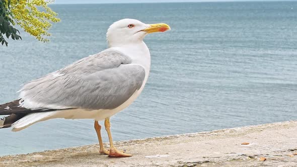 Seagulls Walking By the Beach Against Natural Blue Water Background.