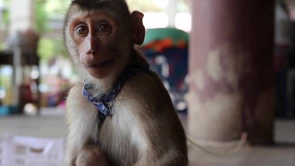 A close up on the face of long tail macaque monkey baby with sad eyes, chewing some rice that drops