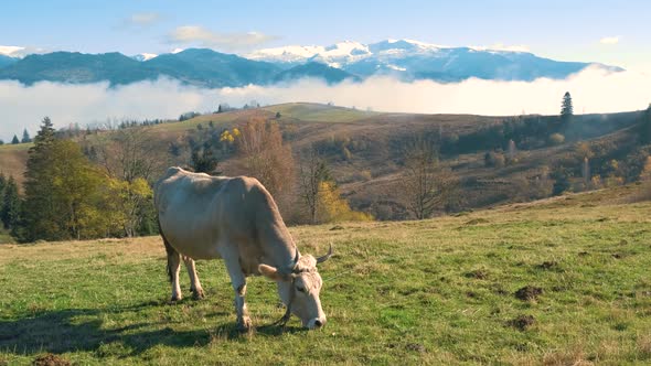 Farm cow grazing on alpine pasture meadow in summer mountains.