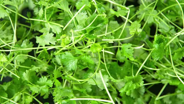 Super Slow Motion Shot of Flying Fresh Coriander Towards Camera at 1000Fps