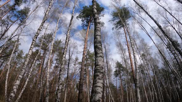 Forest with Birches in the Afternoon