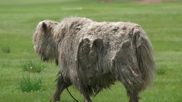White Yak With Extremely Long Hair Fur