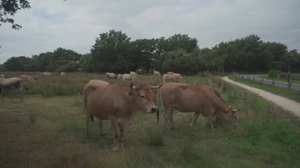 Limousin Cows in Bretagne France