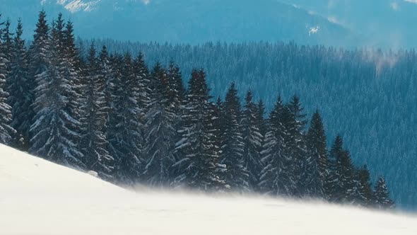 Tall Evergreen Pine Trees Swaying on Strong Stormy Wind During Heavy Snowfall in Winter Mountain