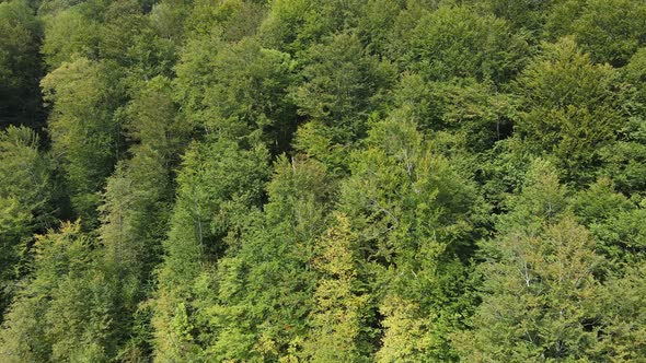 Forest in the Mountains. Aerial View of the Carpathian Mountains in Autumn. Ukraine