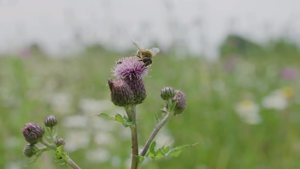 Bee inspects pink thistle flower; important pollination service