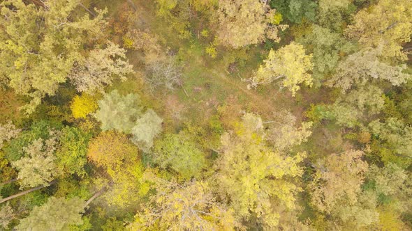 Forest with Trees in an Autumn Day