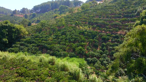 Aerial Shot of Coffee Plantations on Hillsides in Mountains