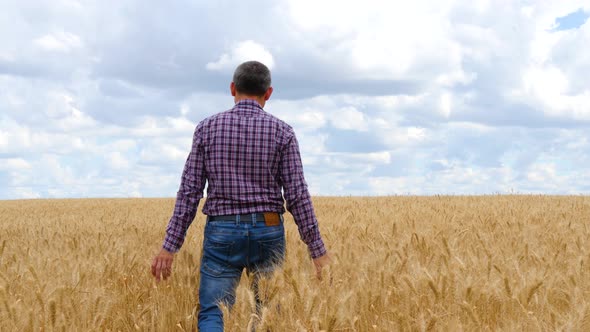 A Man Farmer Is on a Wheat Field, Touching the Ripe Ears of Wheat. Beautiful Rural Landscape with