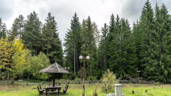 Fir Trees With Clouds