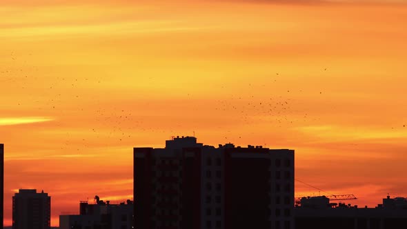 Morning Sky of Red Orange and Yellow Shades - Silhouettes of Birds Flying Above the Buildings