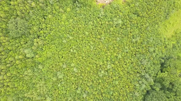 Top down aerial view of green summer forest with many fresh trees.