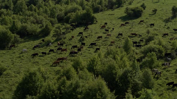 Group of Cows Grazing on Green Meadow, Small Forest and Mount Karachay-Cherkess Republic