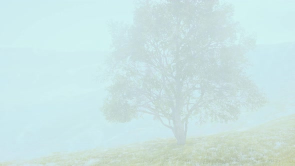 Panoramic Landscape with Lonely Tree Among Green Hills