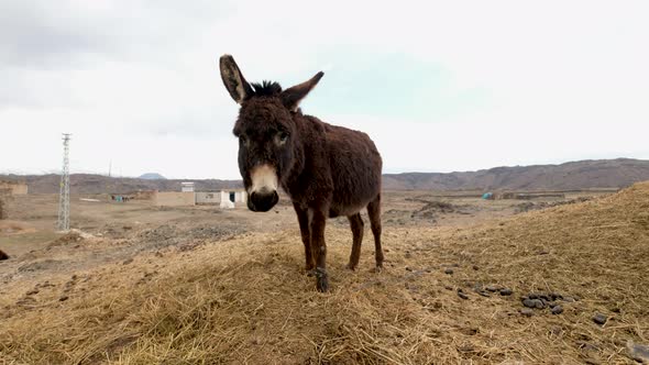 Donkey in a Village