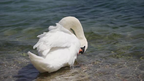 Birds Mute Swans ( Cygnus Olor ) Wash Themselves in Water and Clean Their Feathers on a Sunny Spring