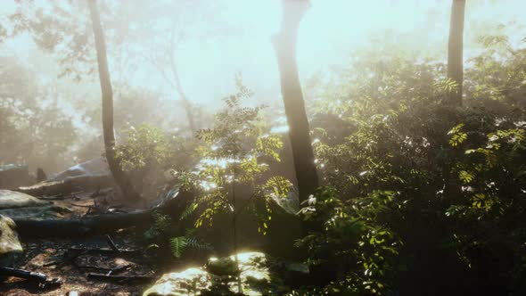 Time Lapse of a Tropical Jungle in the Mountains of Puerto Rico