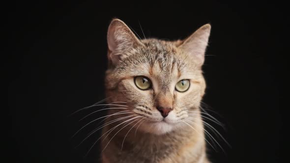 Cute Tabby Cat Licking Its Lips Slow Motion