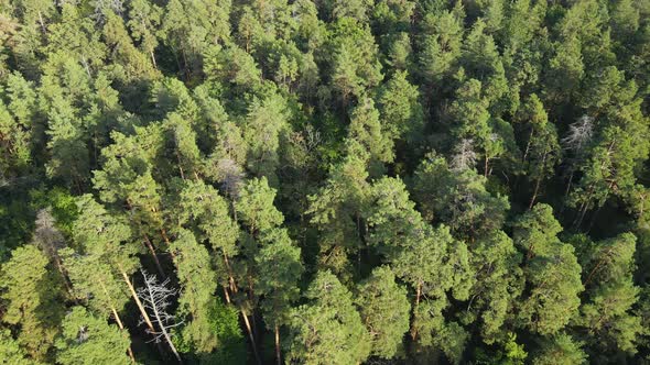 Trees in the Forest Aerial View. Slow Motion