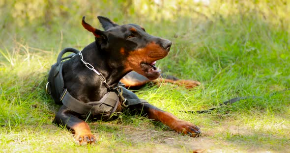 Young Beautiful Black And Tan Doberman Lying On The Lawn