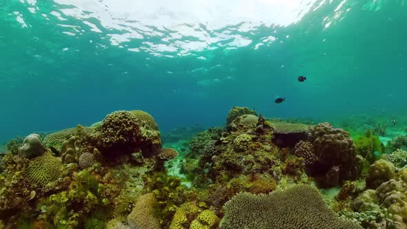 Coral Reef with Fish Underwater