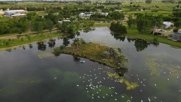 Orbit of an islet in the middle of a pond with flocks of great white egrets flying around surrounded