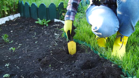 Hobby Concept. Woman Planting Young Seedling