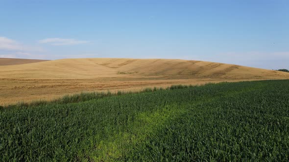 aerial photography of green field and yellow wheat and sky