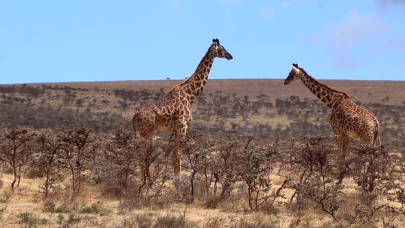 One Reticulated Giraffe Walking Past Another in the Serengeti of Tanzania on a Hot Sunny Day