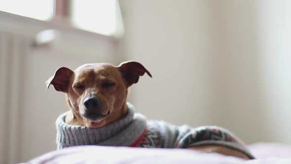 Purebred dog pygmy pinscher lies on the couch.