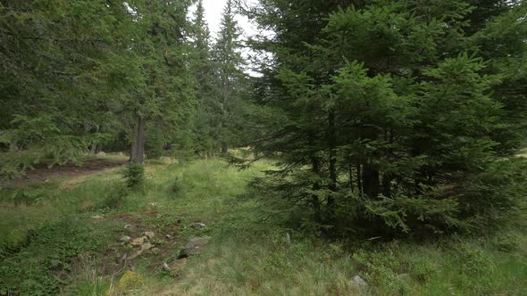 Fir trees in a mountain area