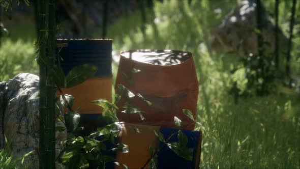 Rusty Barrels in Green Forest