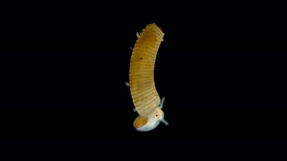 Sea Snail Under a Microscope, Class Gastropoda, a Subclass of Heterobranchia, Has an Unusual Long