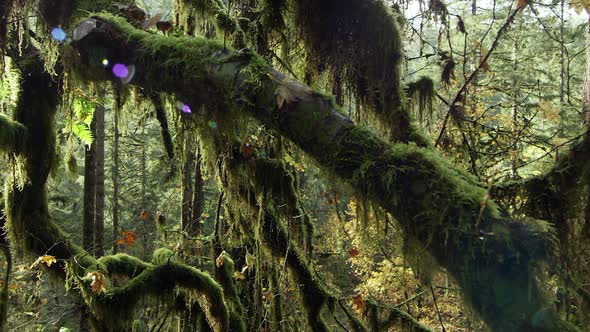 Slow moving shot through a dense and mossy forest