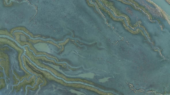 Aerial view of birds flock over Scheldt river ,The Netherlands.