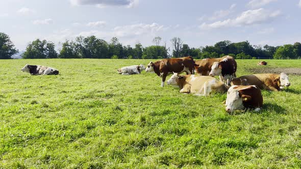 Brown Cows on the Green Field