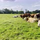 Brown Cows on the Green Field - VideoHive Item for Sale