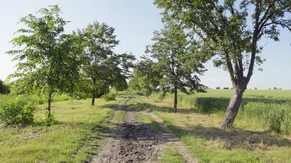 A Drive Through Nature on a Dirt Road Lined By Fields, Thin Leafy Trees and Bushes