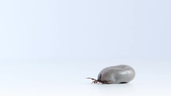 Close up footage of isolated tick crawling on a white surface, Concept: removing big rounded bug