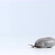Close up footage of isolated tick crawling on a white surface, Concept: removing big rounded bug - VideoHive Item for Sale