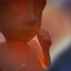 Fetus - VideoHive Item for Sale