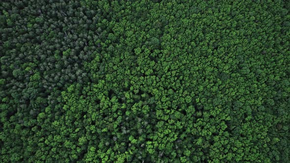 Top Down View of Autumn Forest