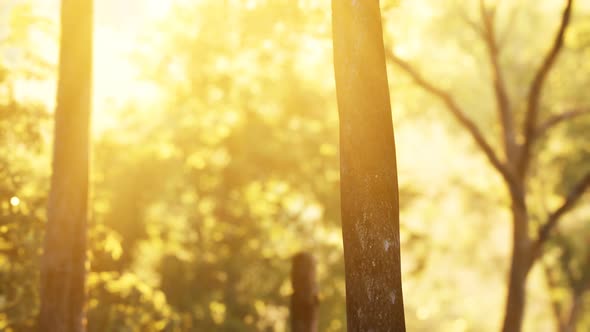 Sunbeams Pour Through Trees in Misty Forest