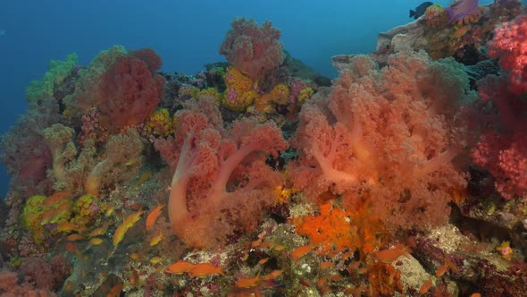 close up of soft corals in many different colors and small reef fishes with blue ocean as background