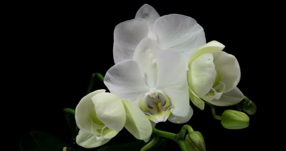 Time-lapse of Opening Orchid  on Black Background