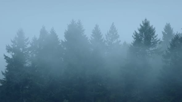 Tree Tops In Thick Mist