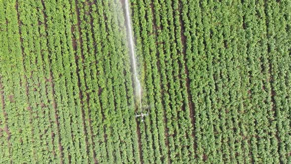 Top Serial View: Irrigation Sprinklers in the Field. Watering the Field